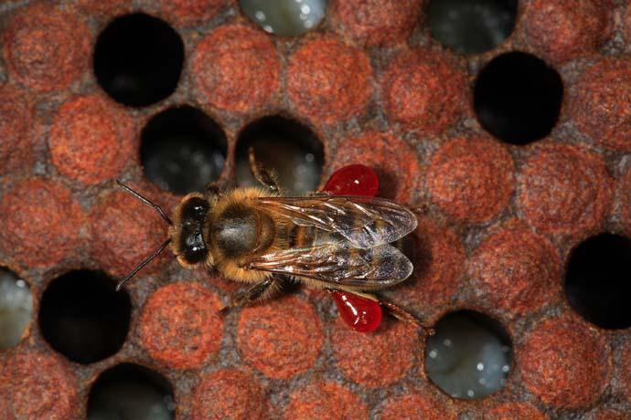 كاربردهای دارویی و پزشکی بره موم زنبور عسل