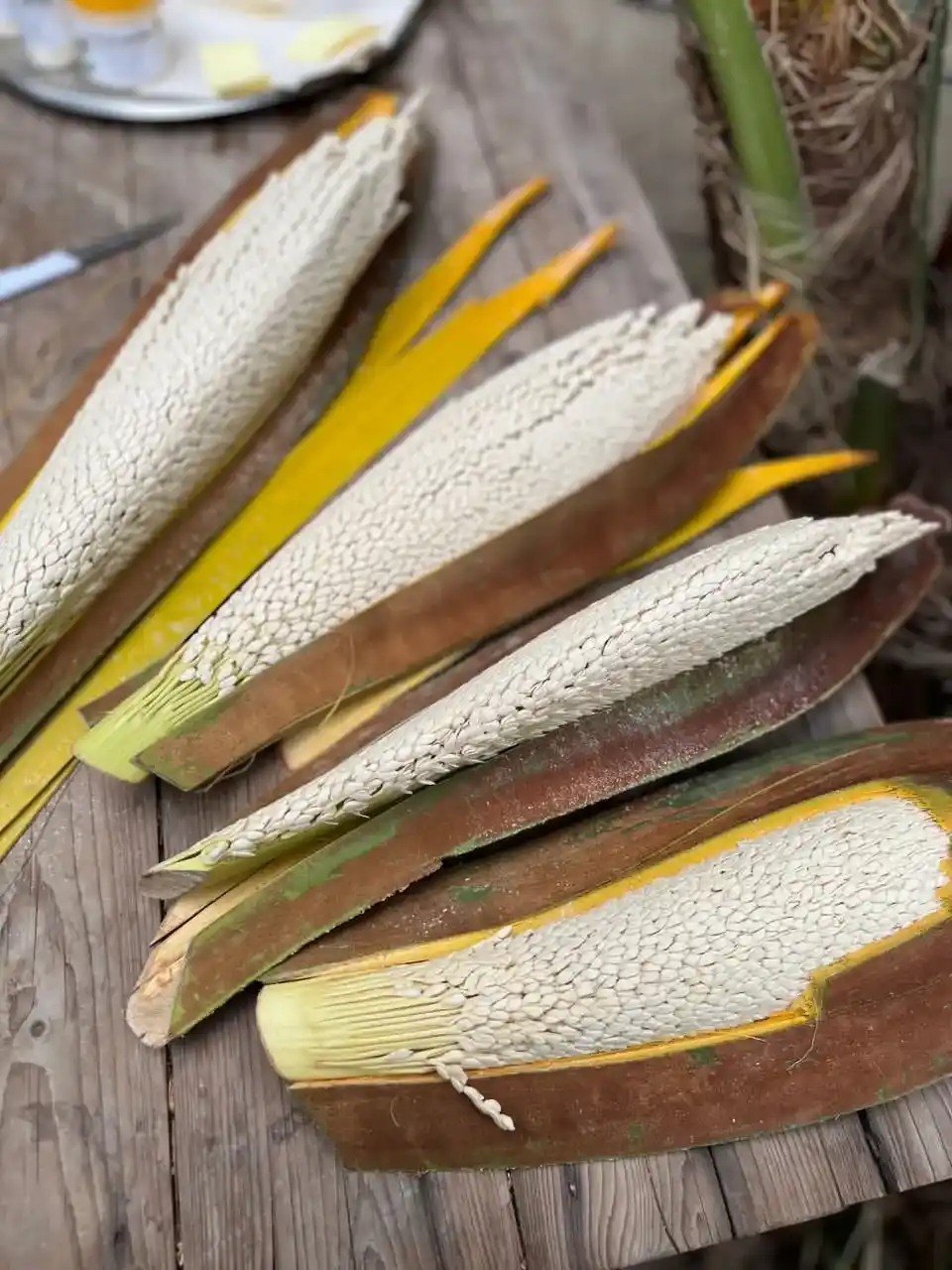 Palm-Pollen.webp