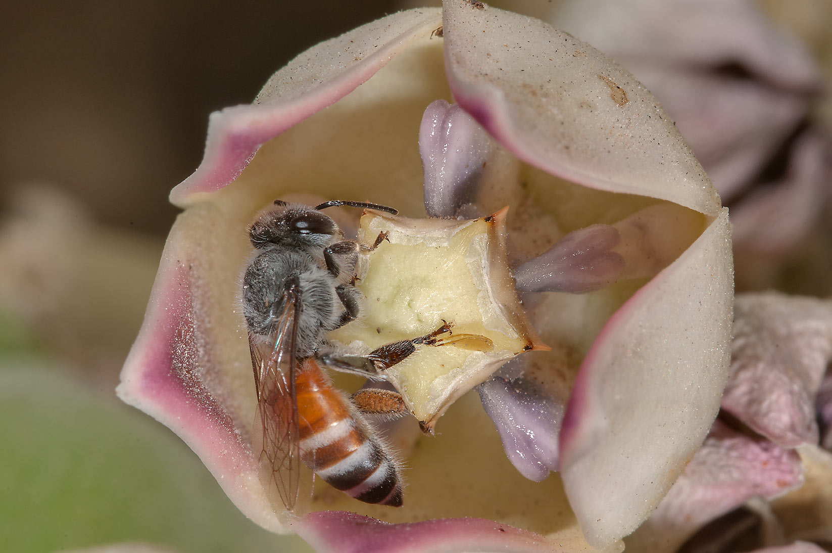 زنبور عسل وحشی
