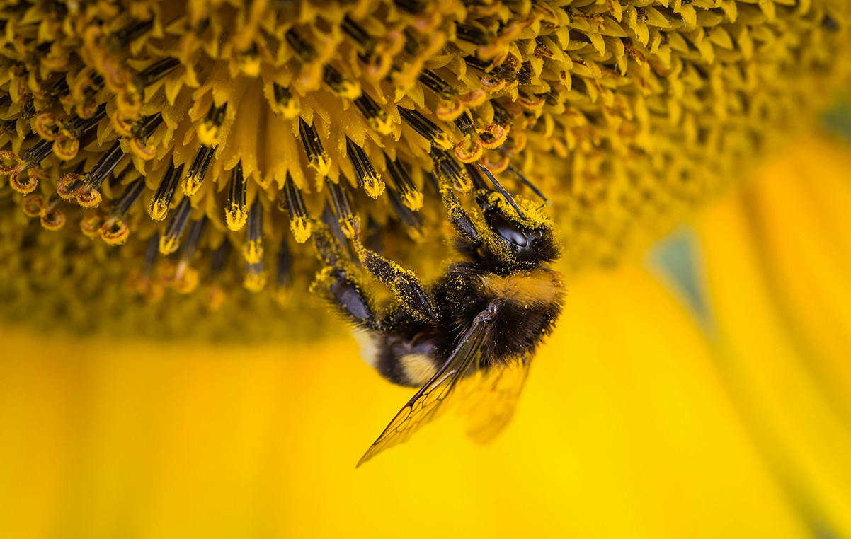 همه چیز در مورد گرده گل